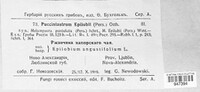 Pucciniastrum epilobii image